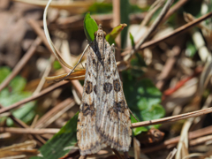 ワモンノメイガ