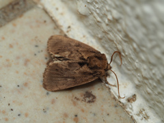 クロスジイラガ