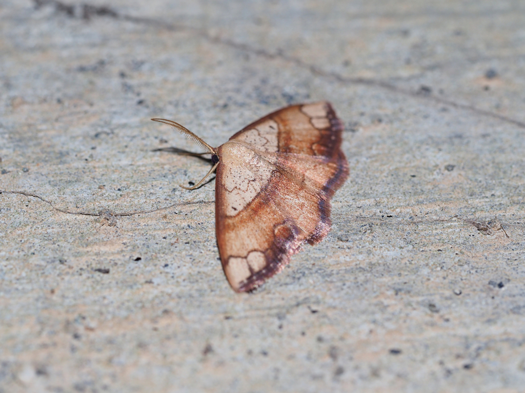 フタナミトビヒメシャク