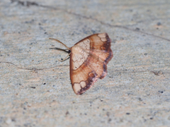 フタナミトビヒメシャク