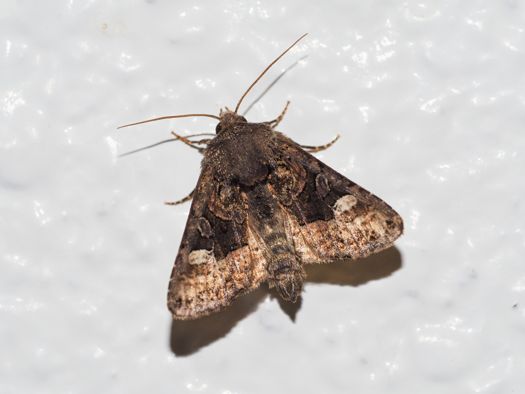 アカガネヨトウ