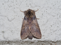 ホソバネグロシャチホコ