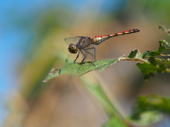 ナツアカネ ♀