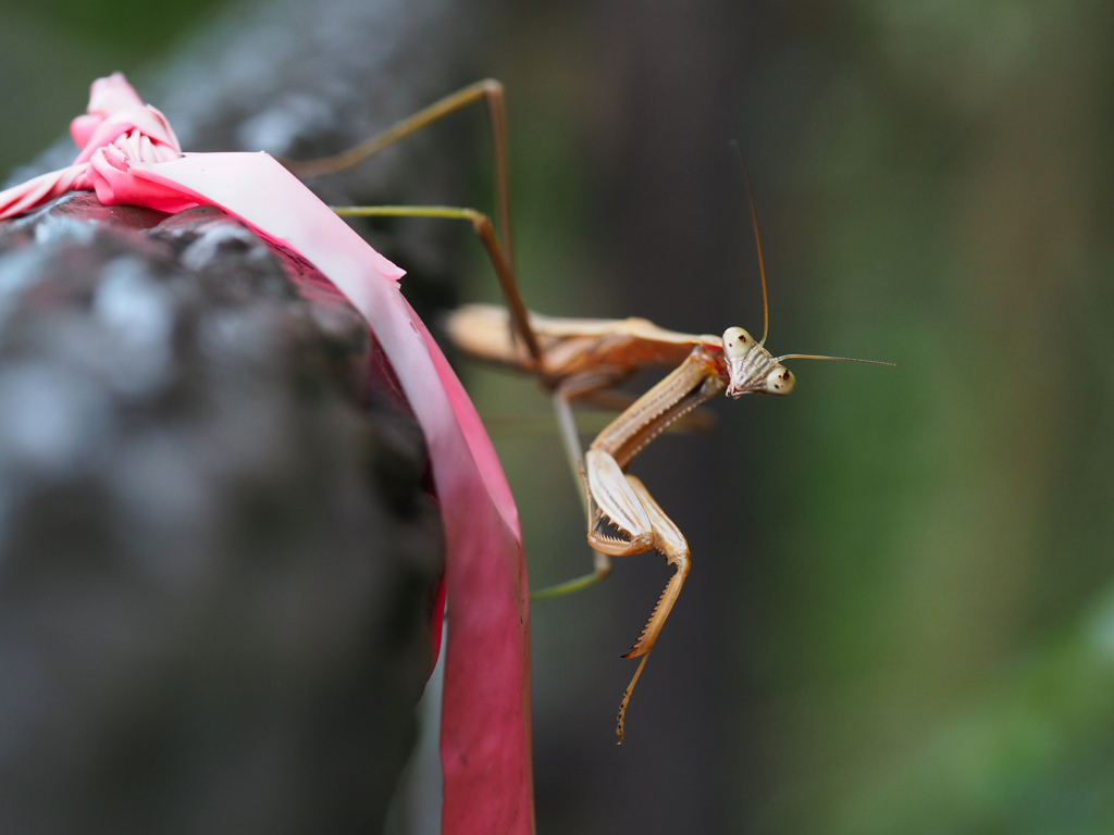 オオカマキリ