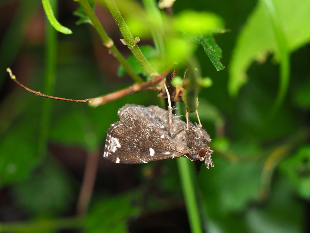 シラナミクロアツバ