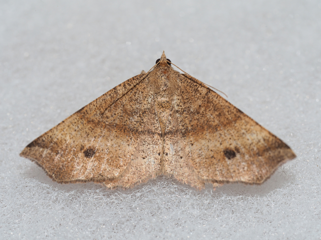 モンシロツマキリエダシャク