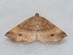 モンシロツマキリエダシャク