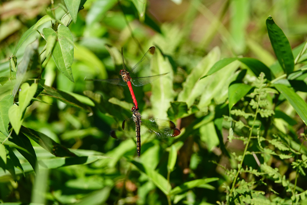 リスアカネ 連結打空産卵