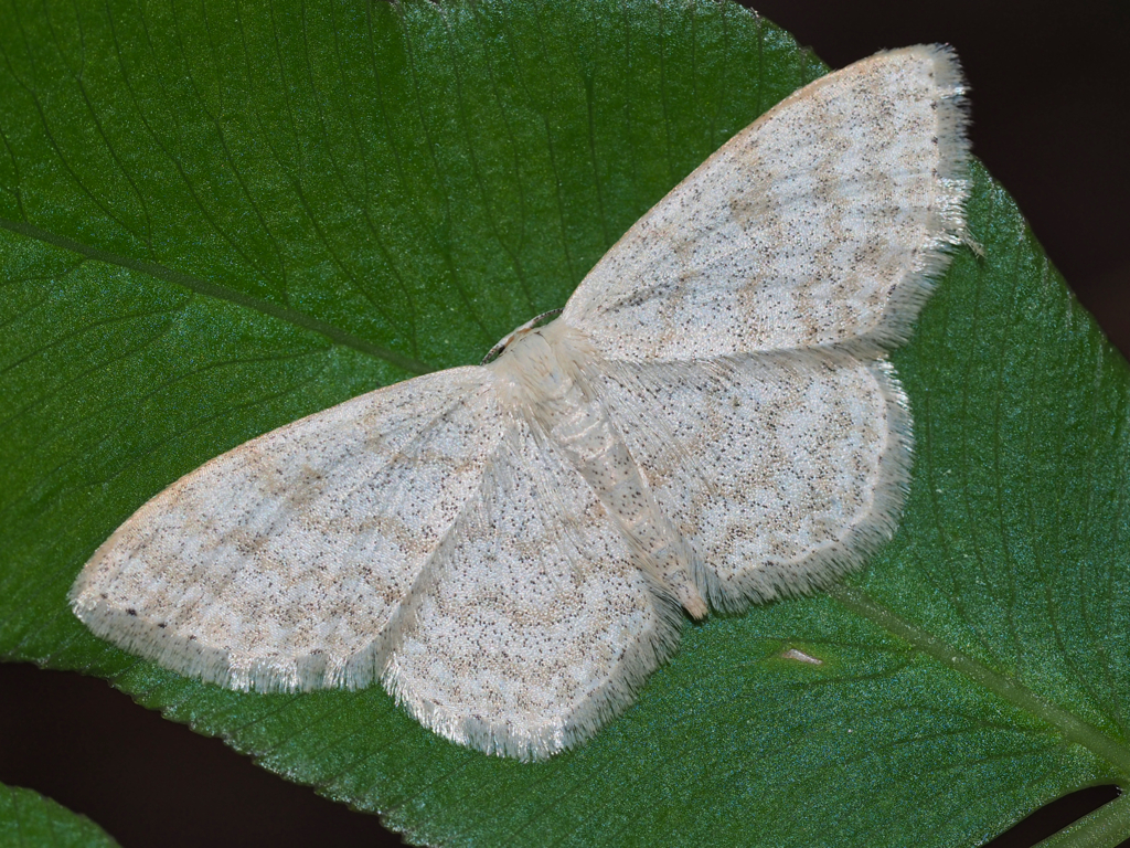 Scopula sp.