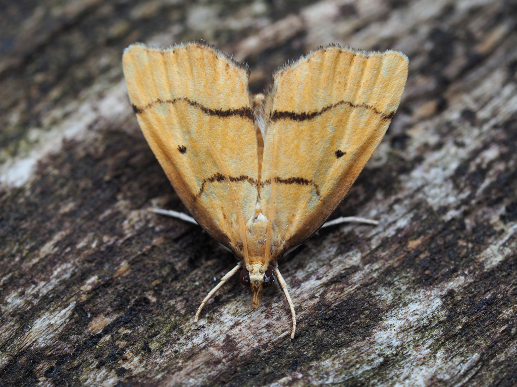 クロスジキノメイガ