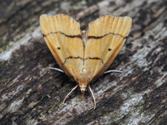 クロスジキノメイガ