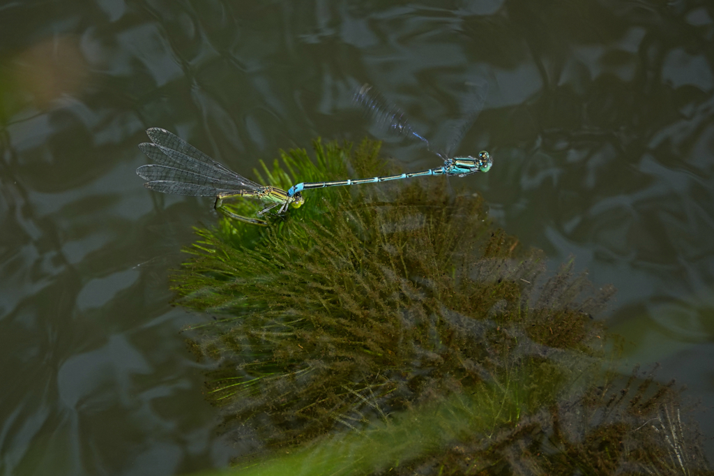 セスジイトトンボ 連結産卵