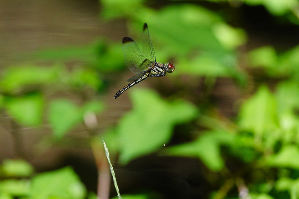 リスアカネ ♀単独打空産卵