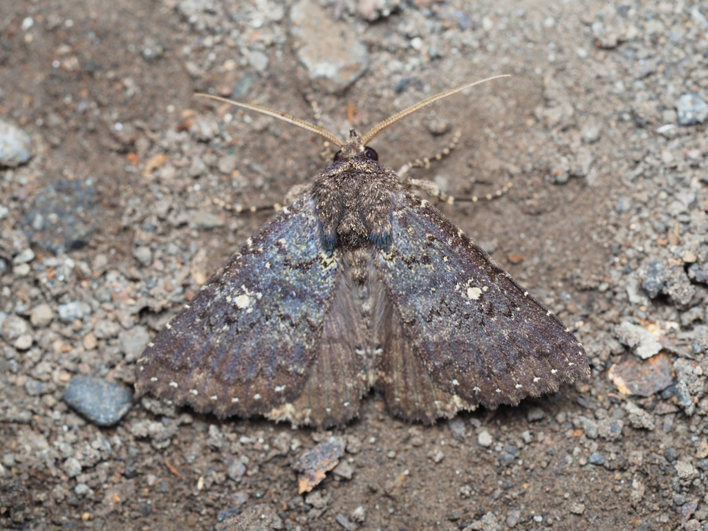 オオシロテンクチバ