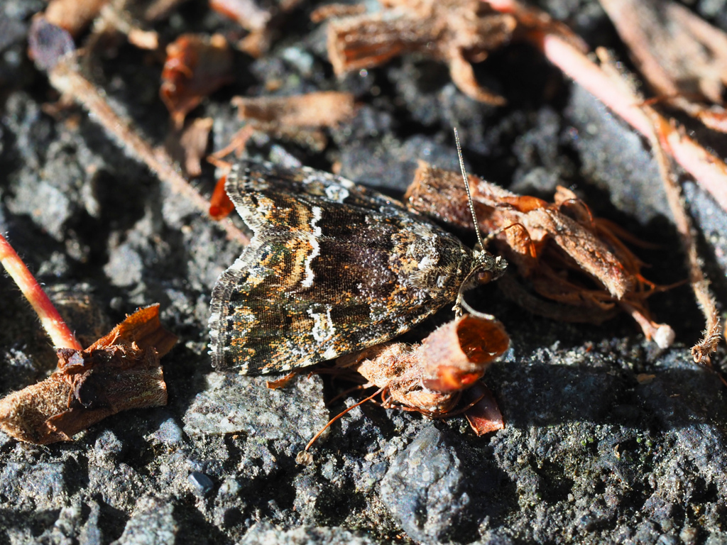 ウスシロフコヤガ