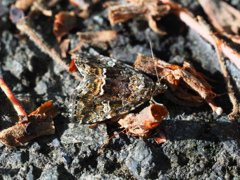 ウスシロフコヤガ