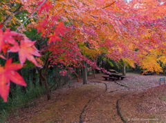 紅葉アーチ