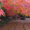 紅葉アーチ