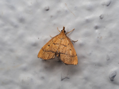 クロスジキノメイガ