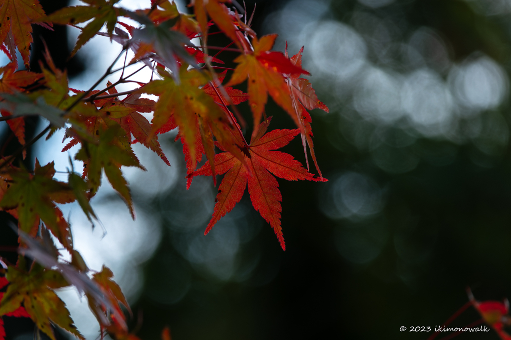紅葉気分