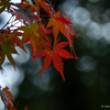 紅葉気分