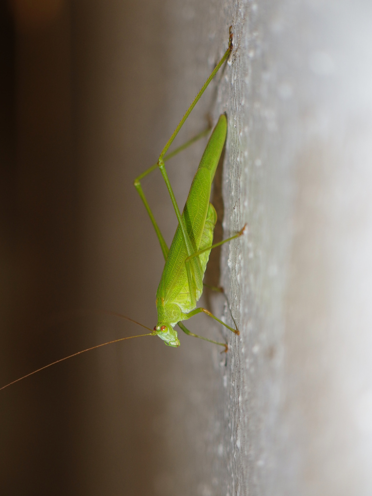 ツユムシ ♀
