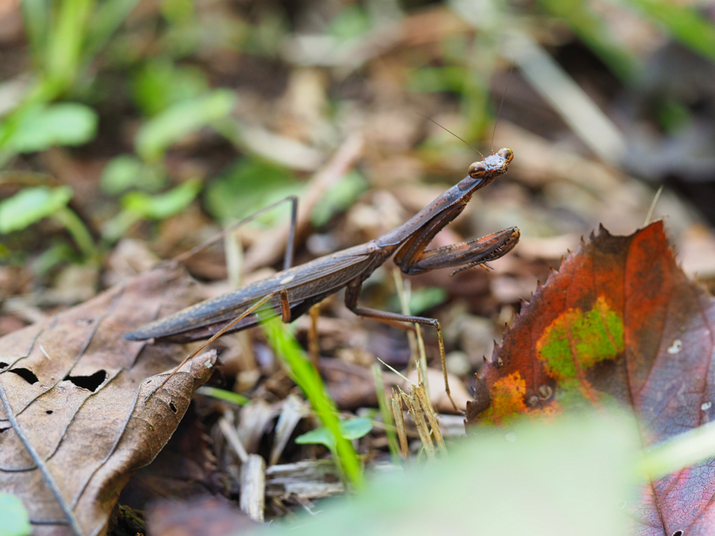 コカマキリ