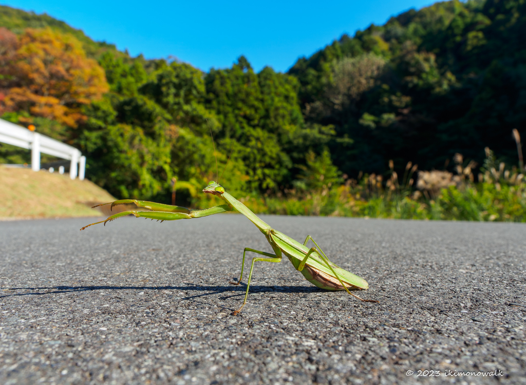 オオカマキリ拳法