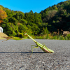 オオカマキリ拳法