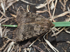 アオバセダカヨトウ