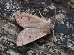 スモモキリガ ♂