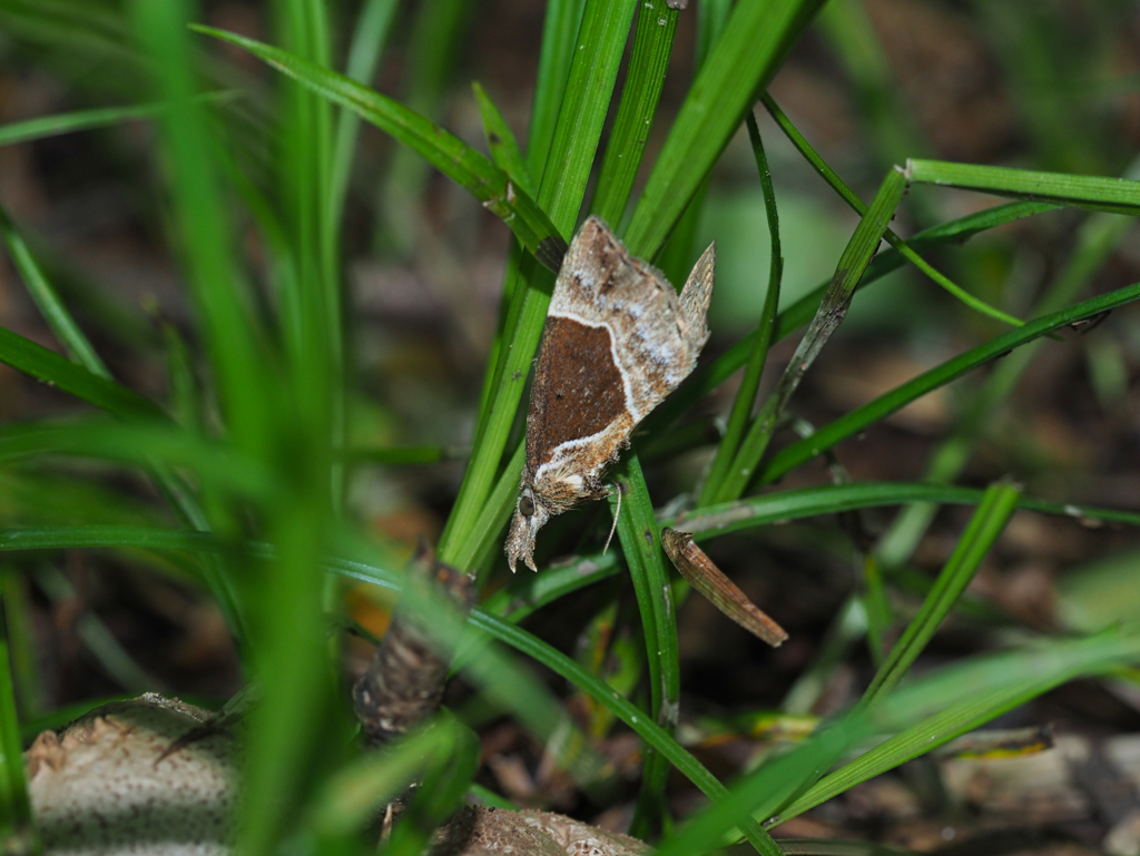 シラクモアツバ