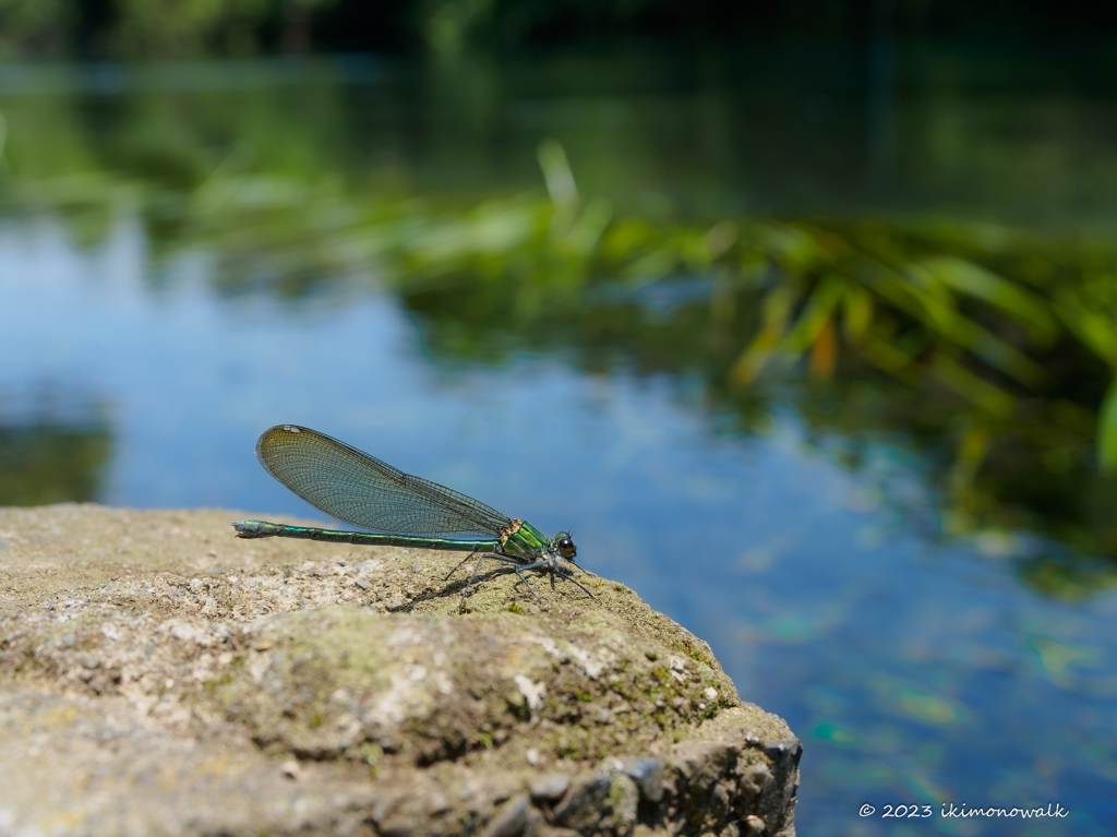 アサヒナカワトンボ ♀