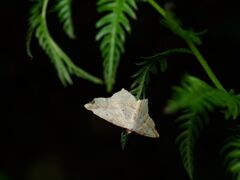 ツマキリウスキエダシャク
