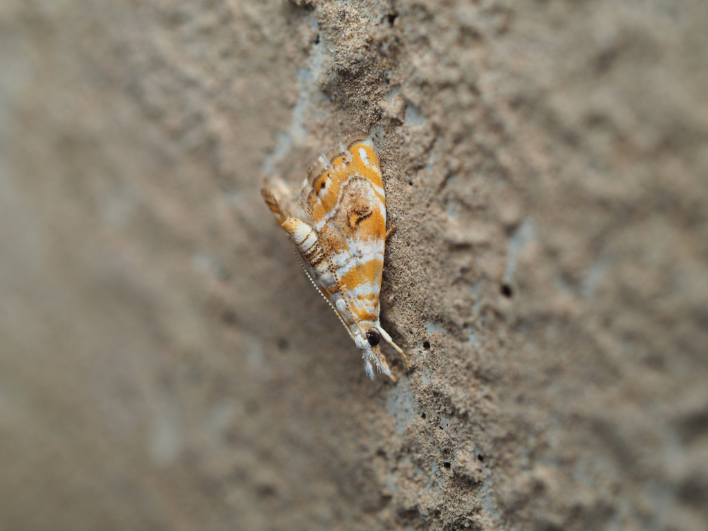 シロエグリツトガ