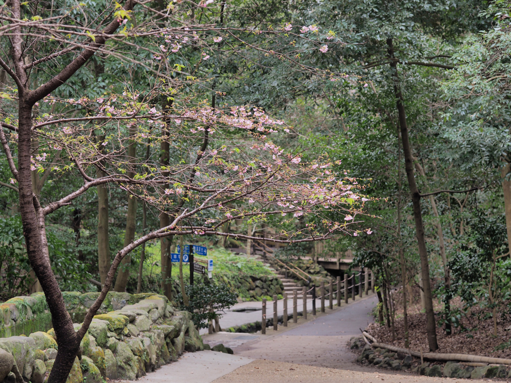 柿田川公園の早咲き桜