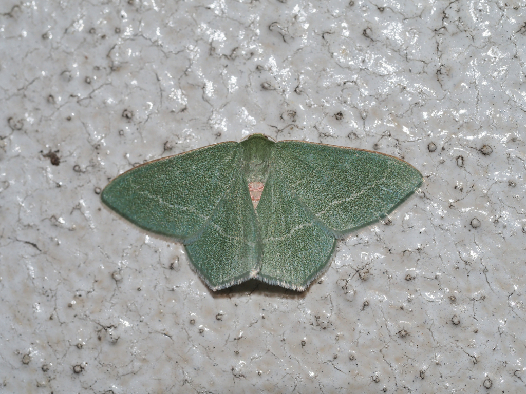 コウスアオシャク