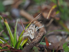 キアヤヒメノメイガ