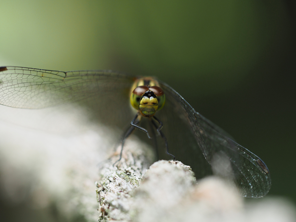 ヒメアカネ ♀