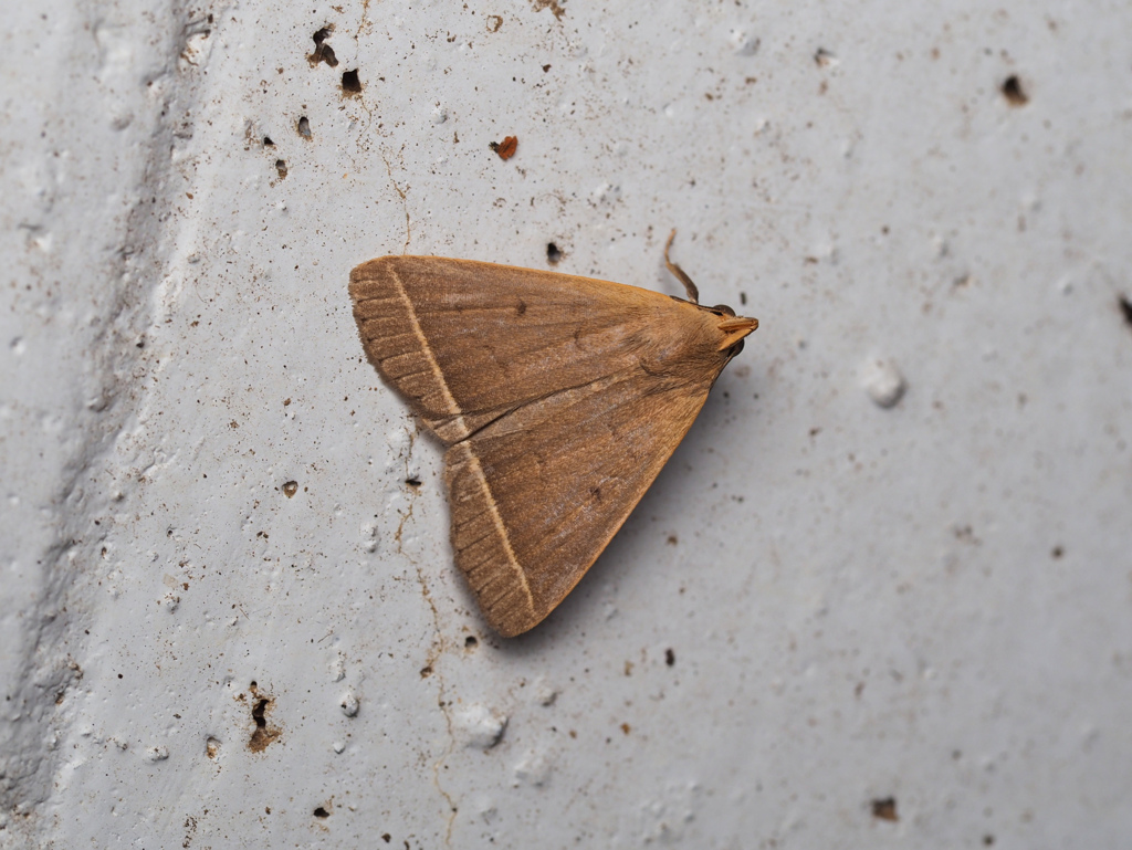 ニセアカマエアツバ