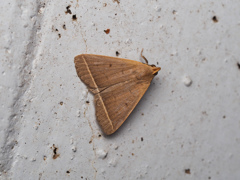 ニセアカマエアツバ