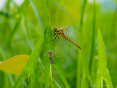 アキアカネ ♀羽化