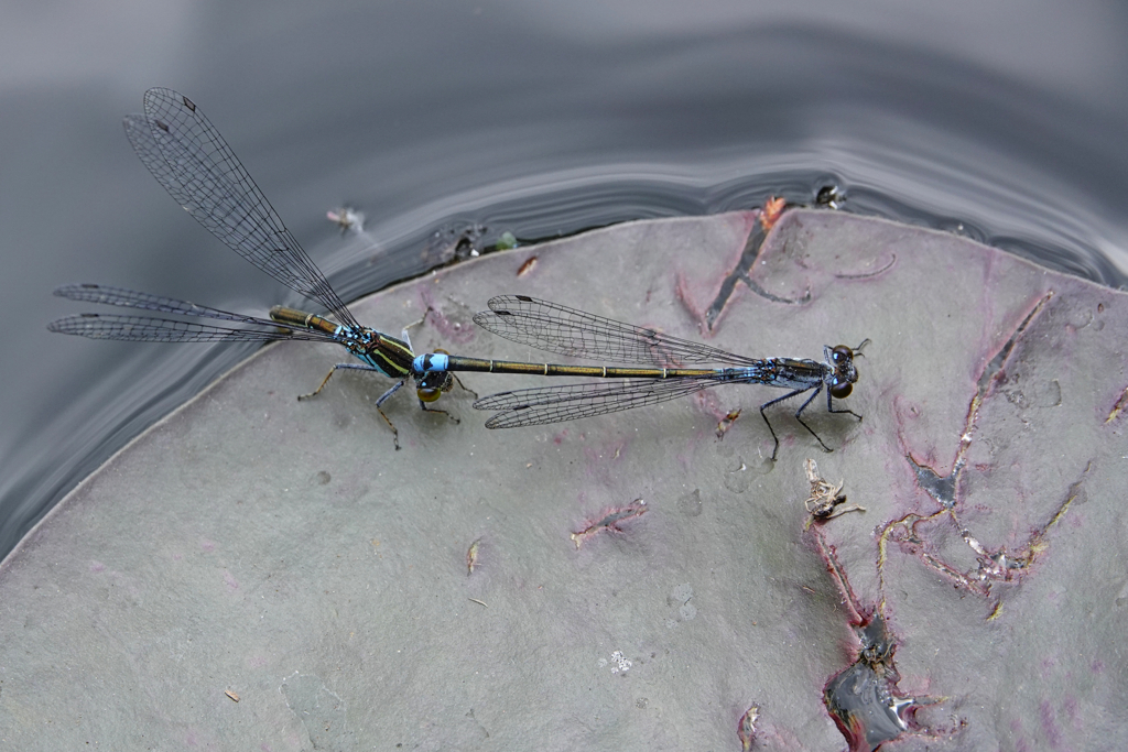 クロイトトンボ 連結産卵