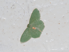 Chlorissa sp.