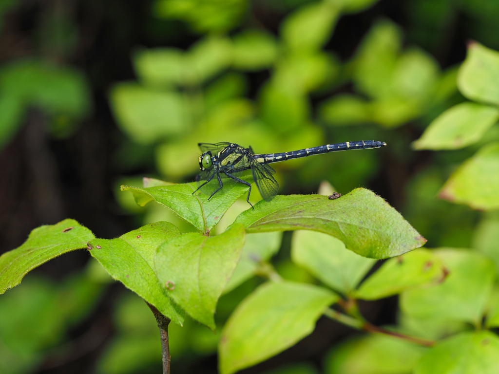 ヒメサナエ♀