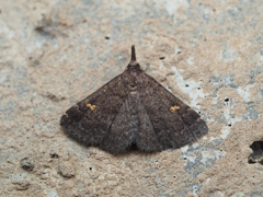 フタキボシアツバ