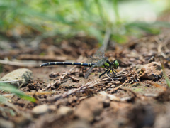 オジロサナエ ♀