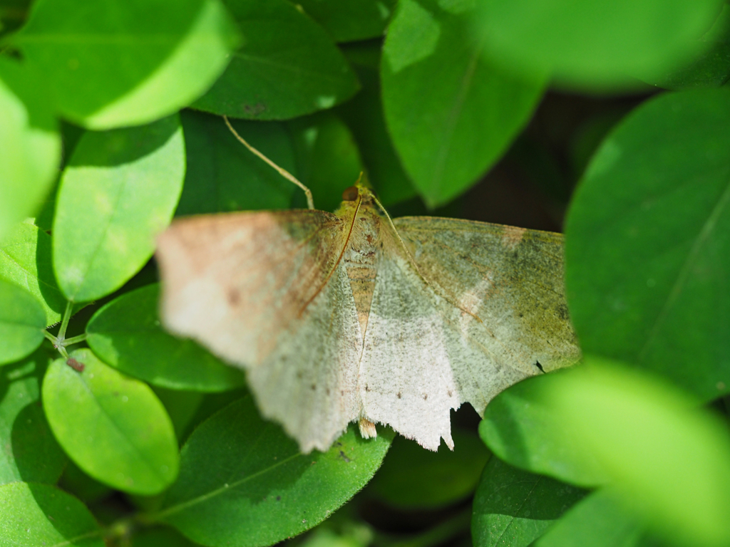 モンシロツマキリエダシャク