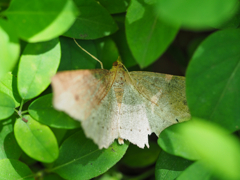 モンシロツマキリエダシャク