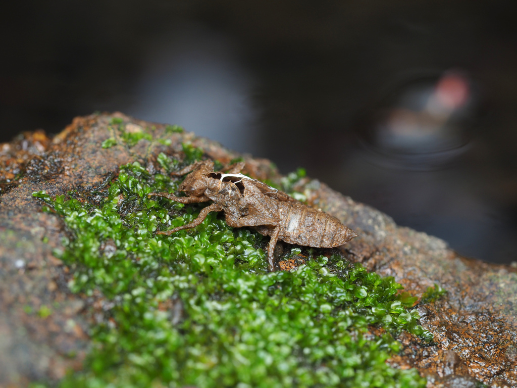 クロサナエ? ♀羽化殻